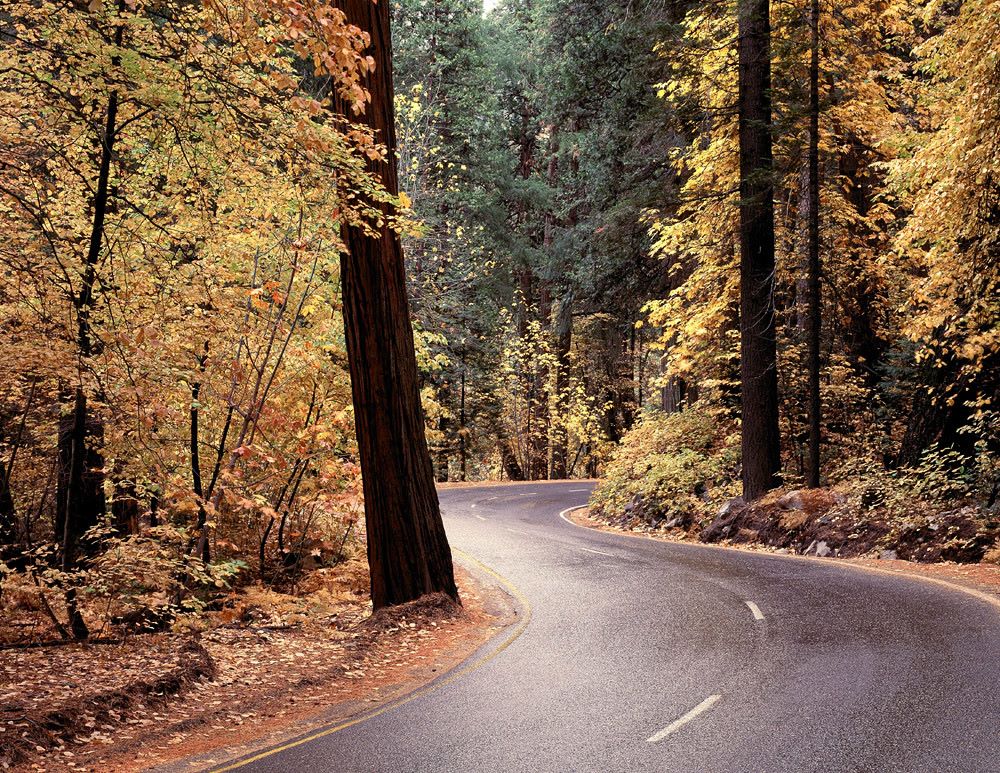 winding road surrounded by trees in the autumn