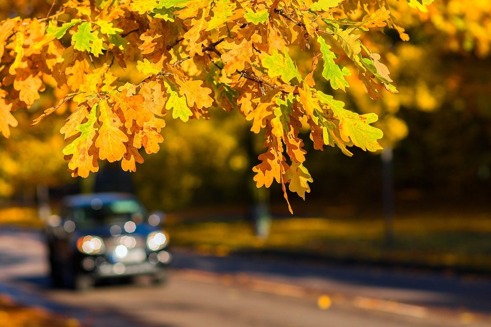 close-up of fall-colored leaves on a tree with a car driving in the background