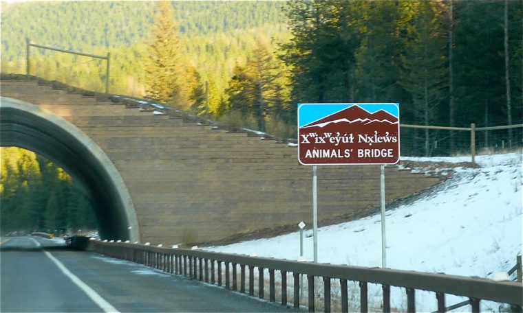 One of the animal bridges at the Flathead Indian Reservation.