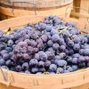 Concord grapes, which make a great car snack