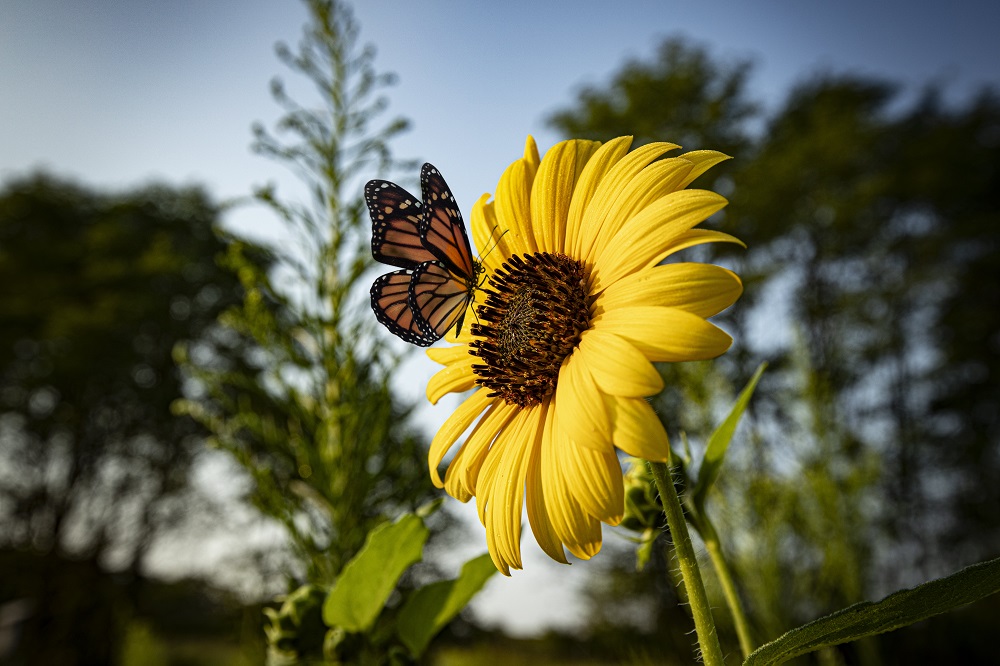 Toyota Butterfly Biodiversity in 2020 North American Environmental Report