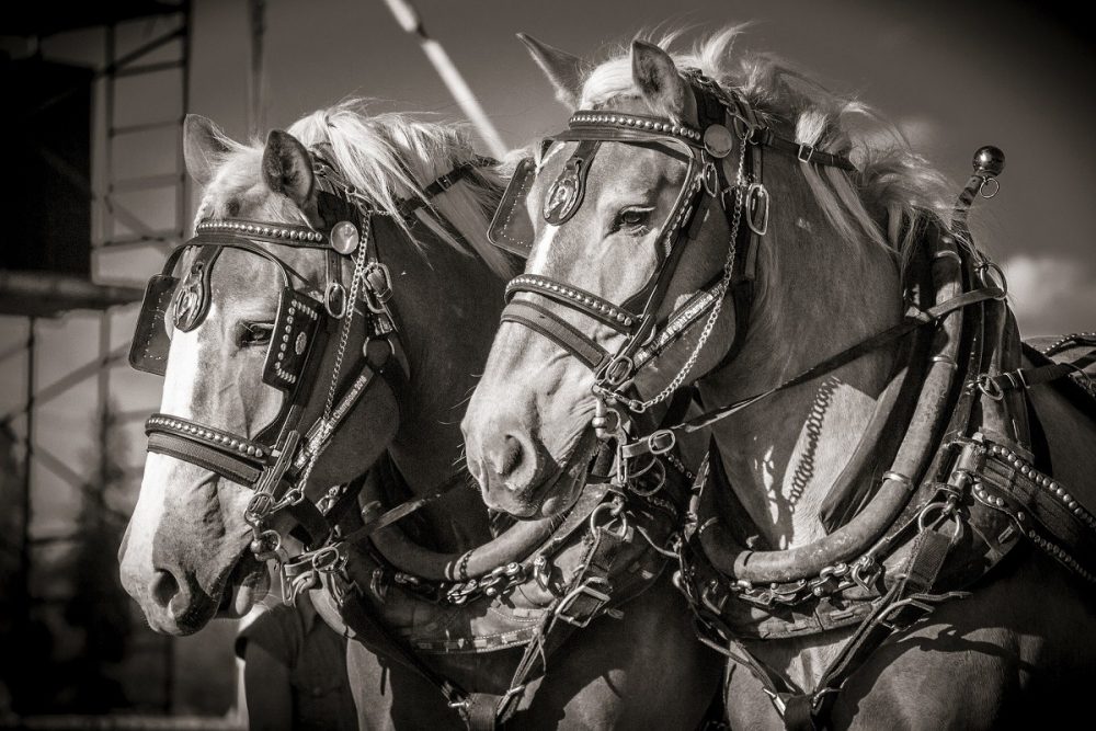 draft horses with saddles and reins