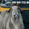 Hattie the Goat Ford Bronco Sport Raised by Goats