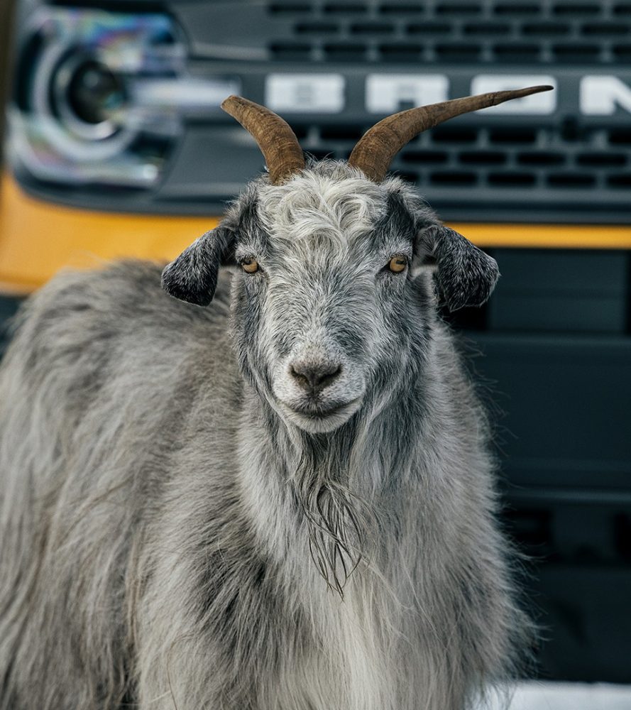 Hattie the Goat Ford Bronco Sport Raised by Goats