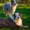 Two australian shepherds in the grass, one of the best dog breeds for active RVers