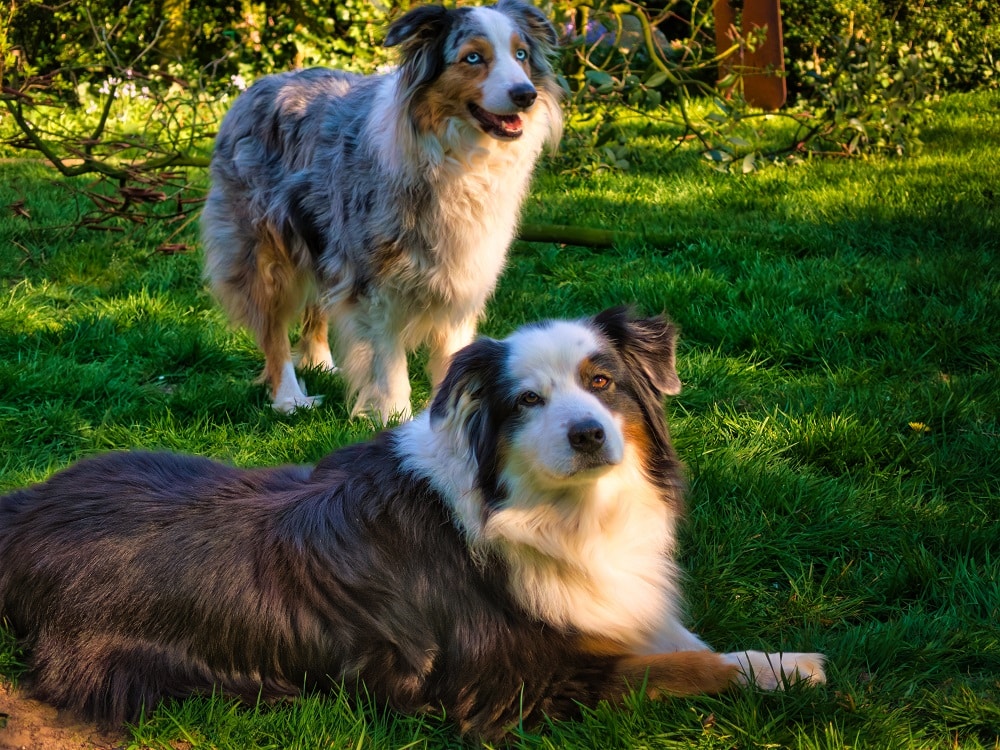 Two australian shepherds in the grass, one of the best dog breeds for active RVers