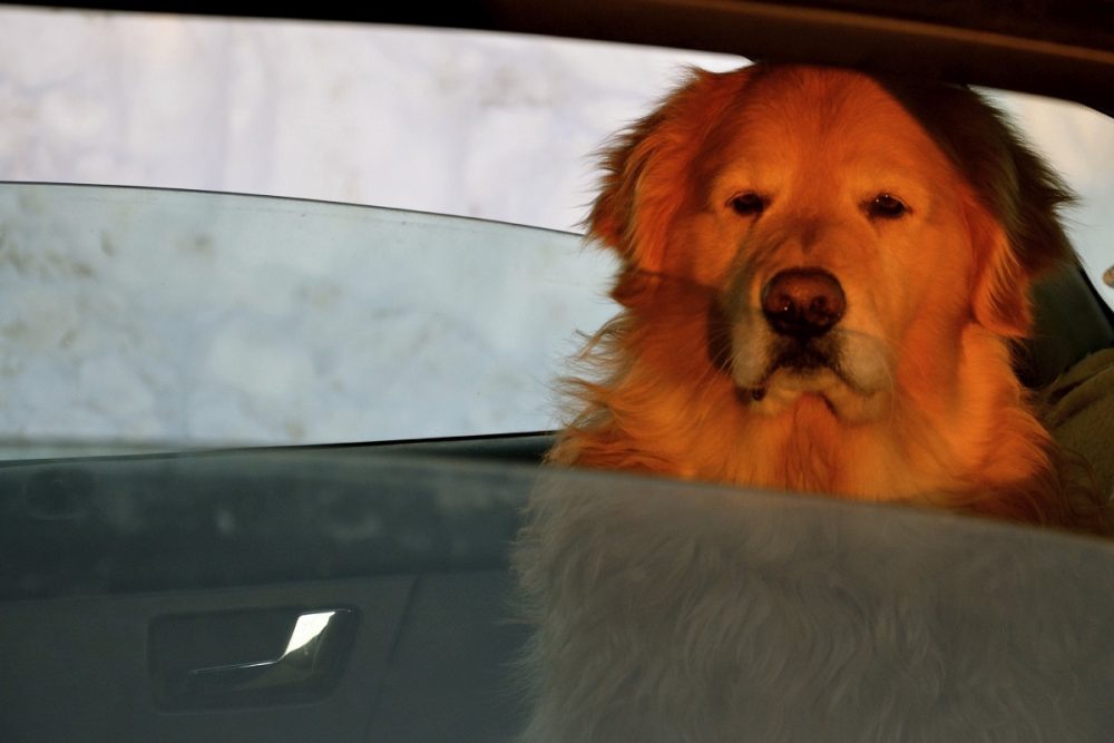 grumpy dog in back seat of car