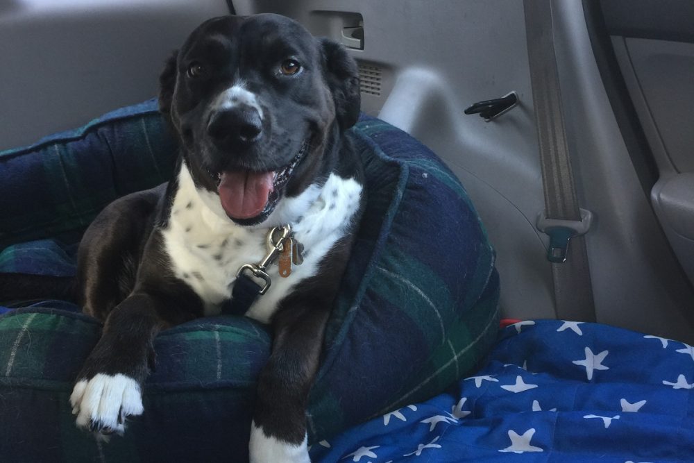 Black and white dog sitting in a bed in the back of an SUV