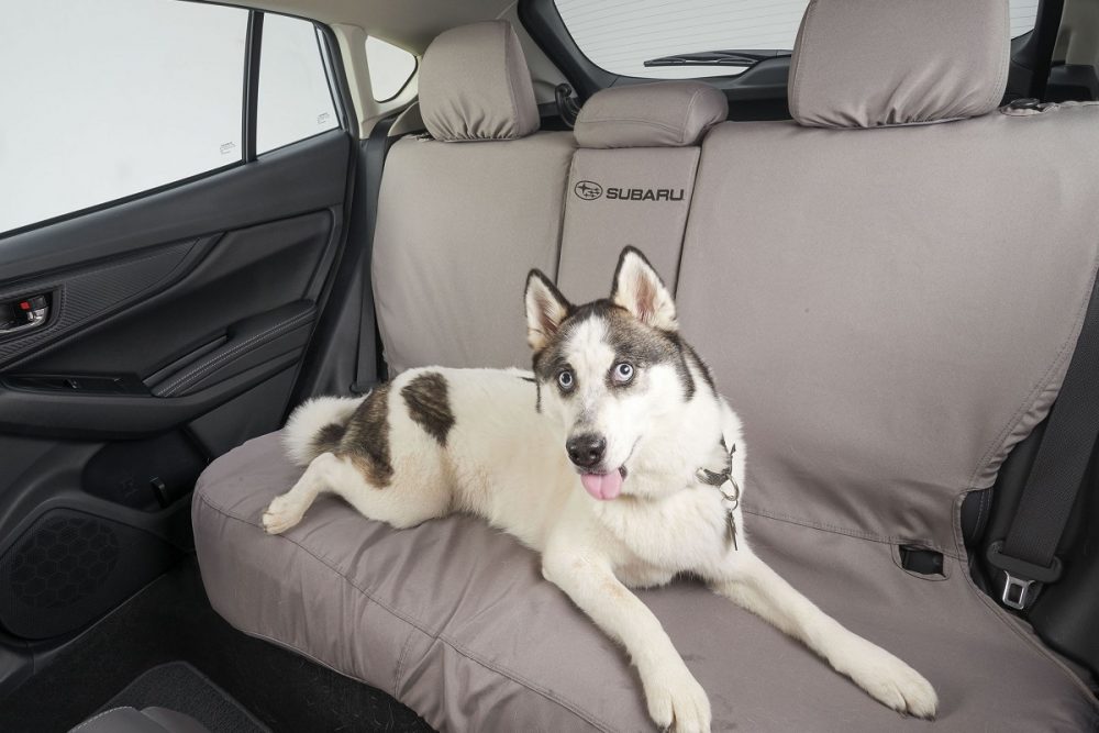 Husky dog in a covered back seat of a Subaru vehicle