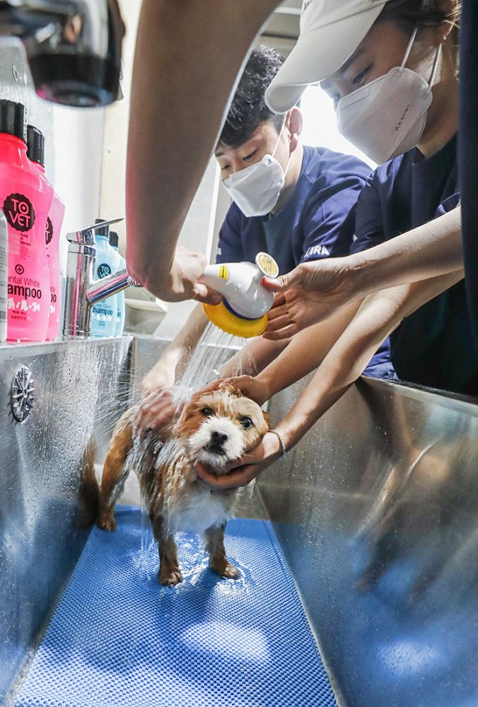 KARA volunteers washing a dog