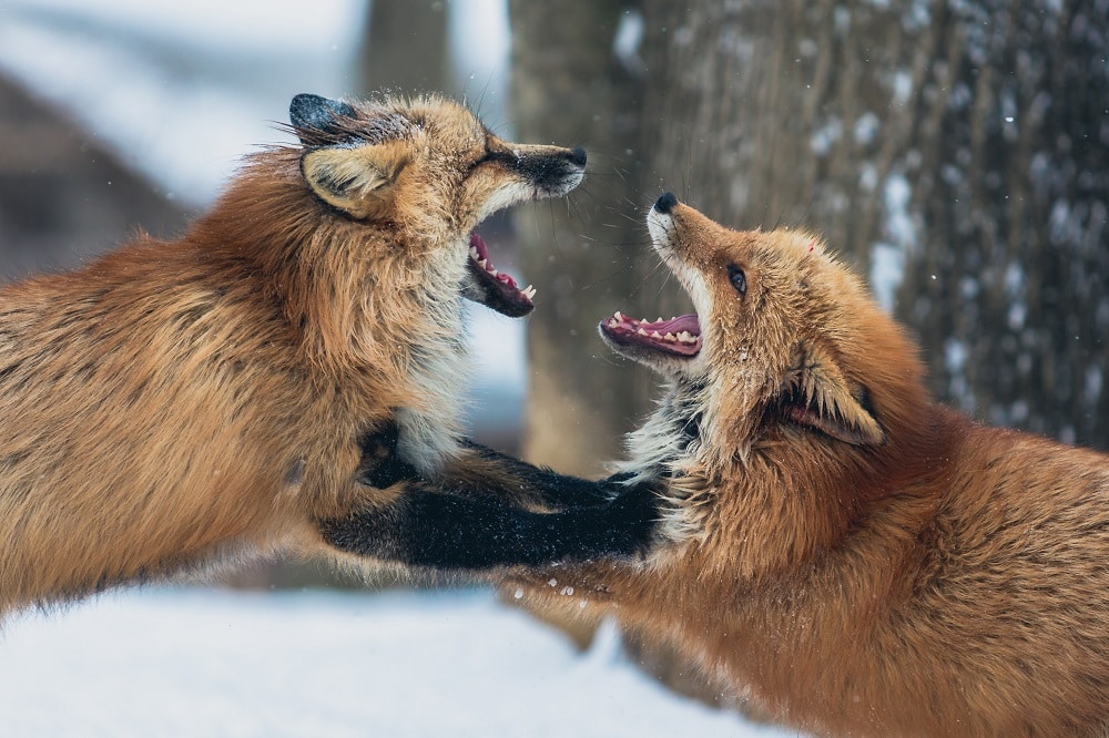 Two foxes playfighting in the snow