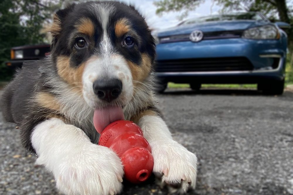 Puppy Playing With a KONG Toy in Front of a VW Vehicle