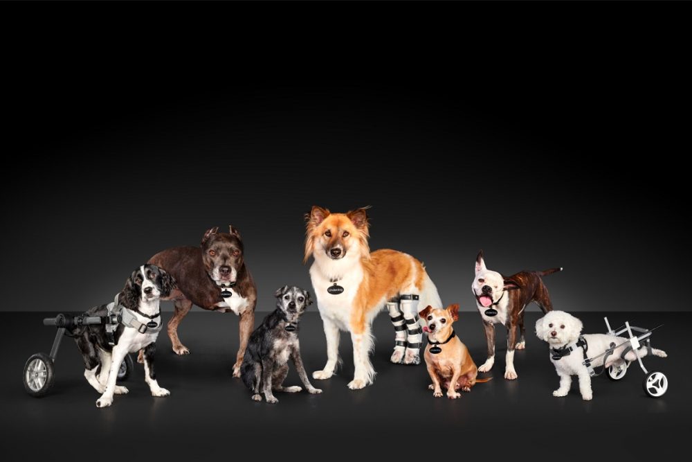 Seven dogs with physical ailments pose in front of a black background