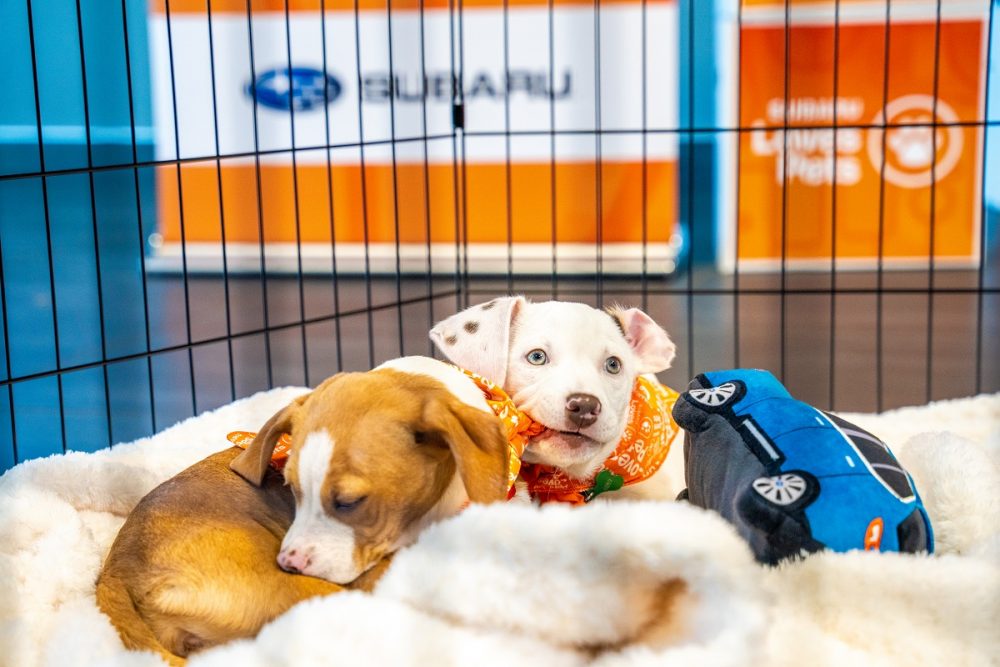 Two puppies in a play area, chewing on each other and a plush toy in the shape of a car